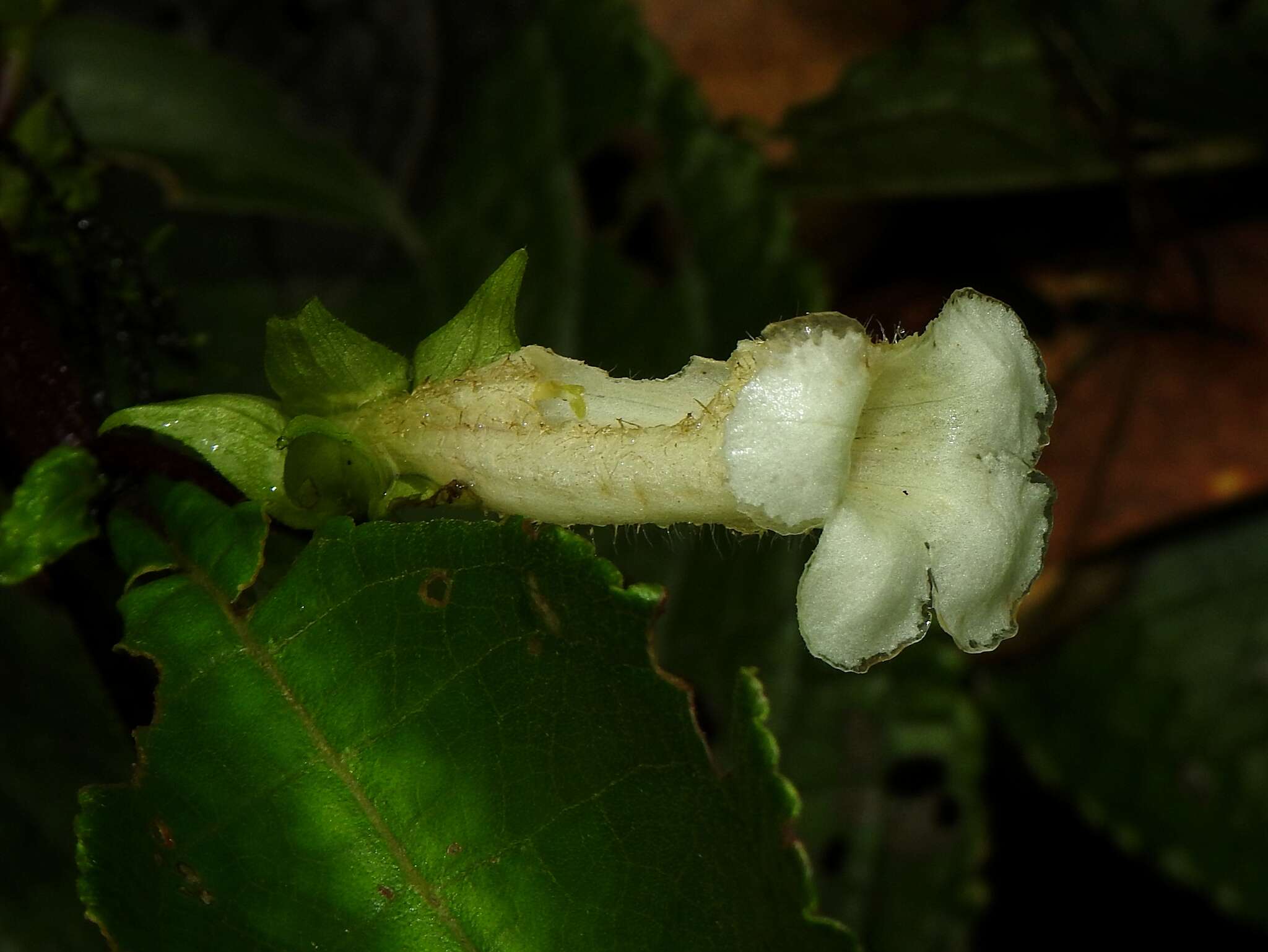 Image of Nautilocalyx mimuloides (Benth.) C. V. Morton