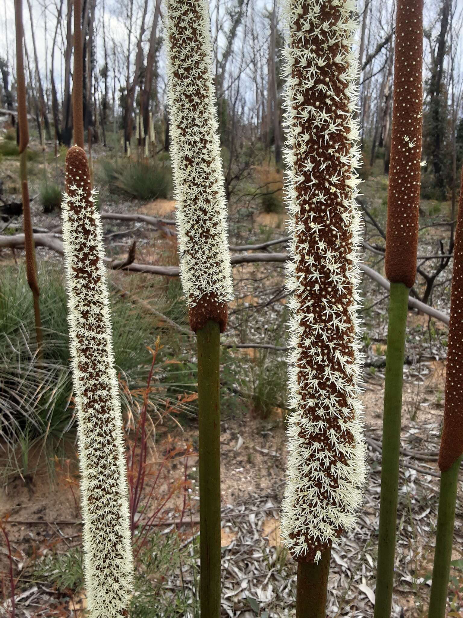 Image of Xanthorrhoea resinosa Pers.