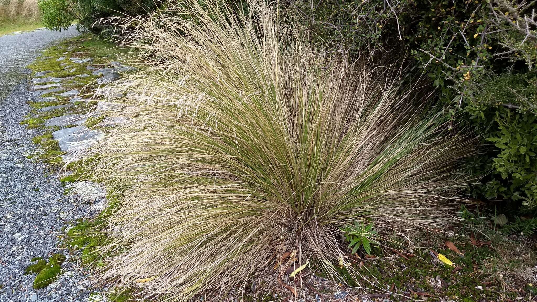 Image of silver tussock