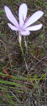 Image of Geissorhiza elsiae Goldblatt