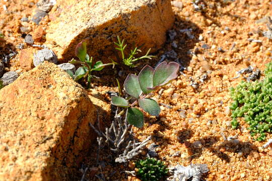 Pelargonium parvipetalum E. M. Marais resmi