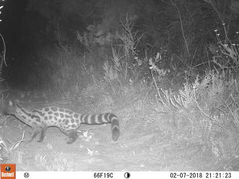 Image of Cape Genet