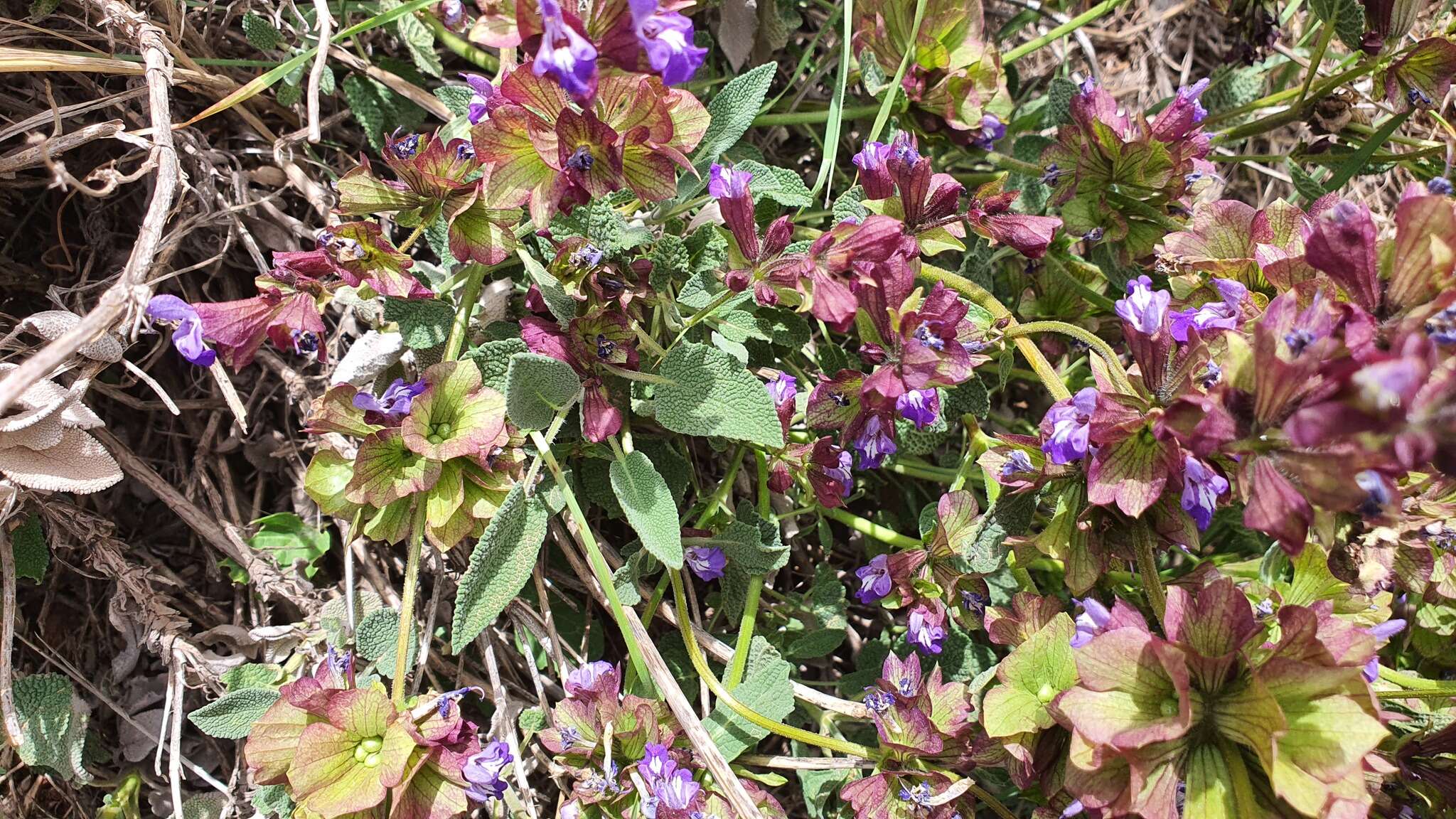 Imagem de Salvia multicaulis Vahl