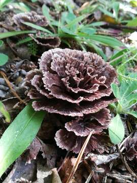 Thelephora caryophyllea (Schaeff.) Pers. 1801 resmi