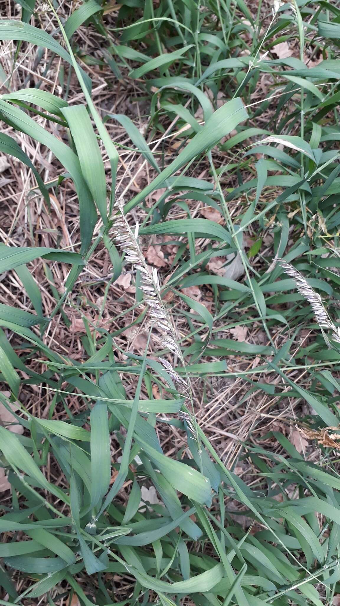 Image of Siberian melicgrass