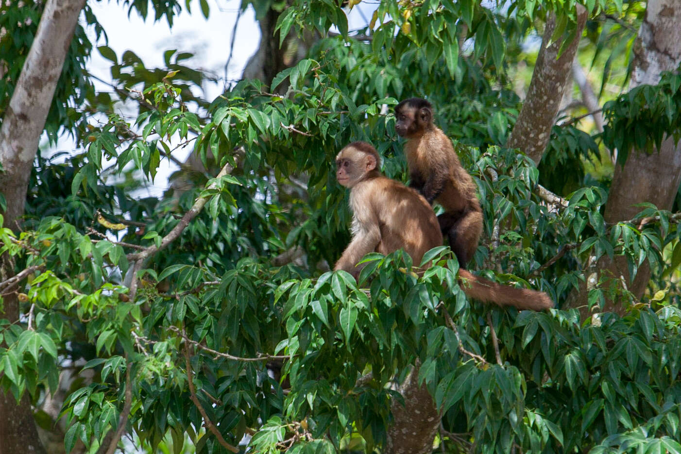 Image of Black-capped Capuchin