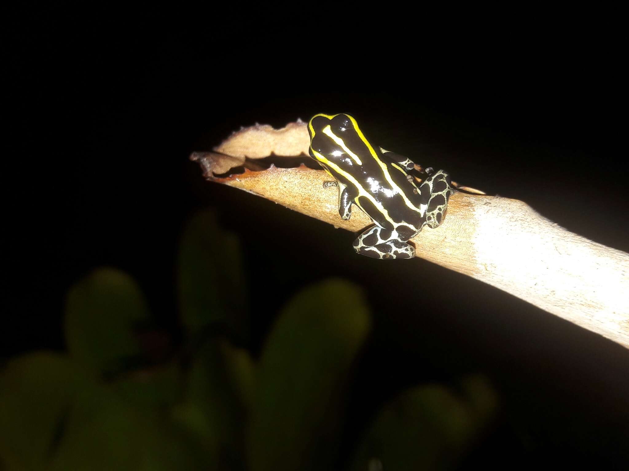 Image of Zimmermann's Poison Frog