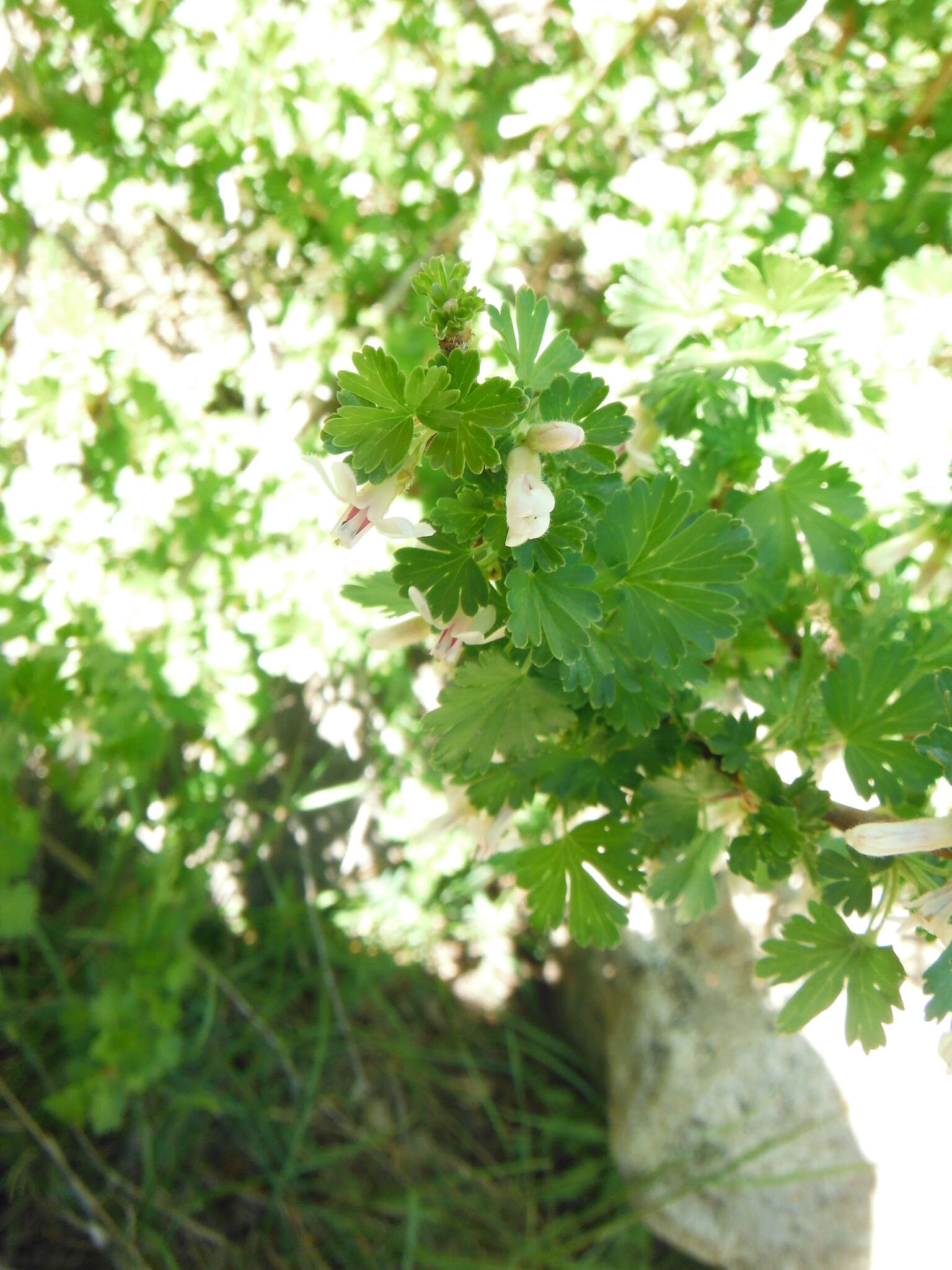 Image of whitestem gooseberry