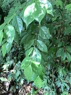 Image of Lasianthus hispidulus (Drake) Pit.