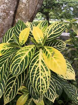 صورة Sanchezia speciosa Leonard