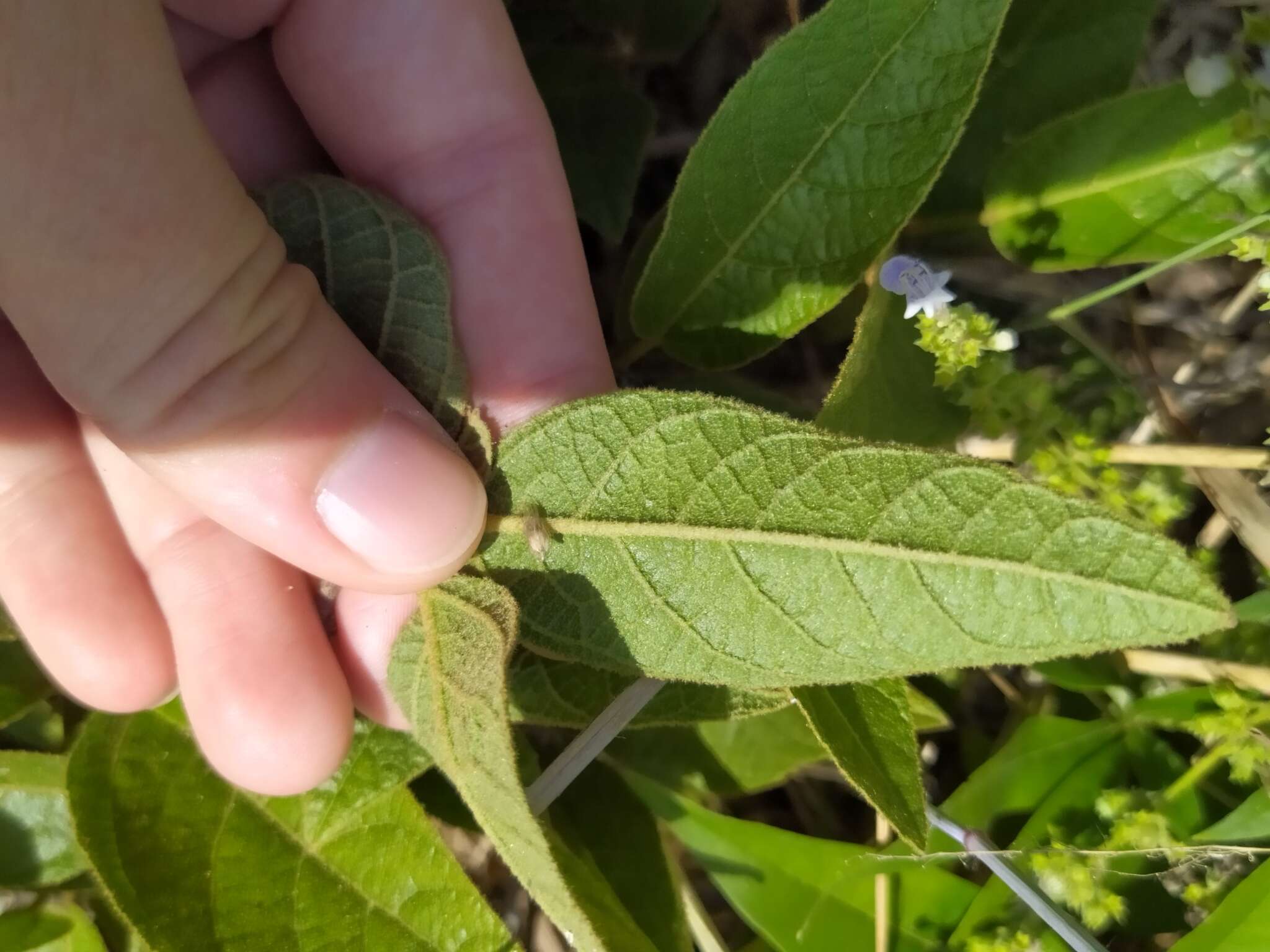 Image of Croton crassifolius Geiseler