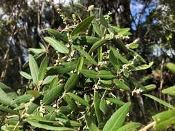 Image of Croton stigmatosus F. Muell.