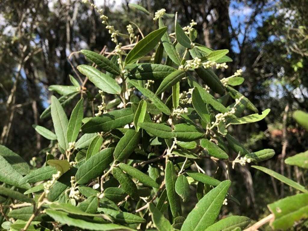 Imagem de Croton stigmatosus F. Muell.