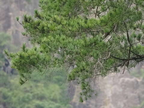 Image of Taiwan White Pine