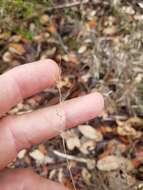 Image of cedar rosette grass