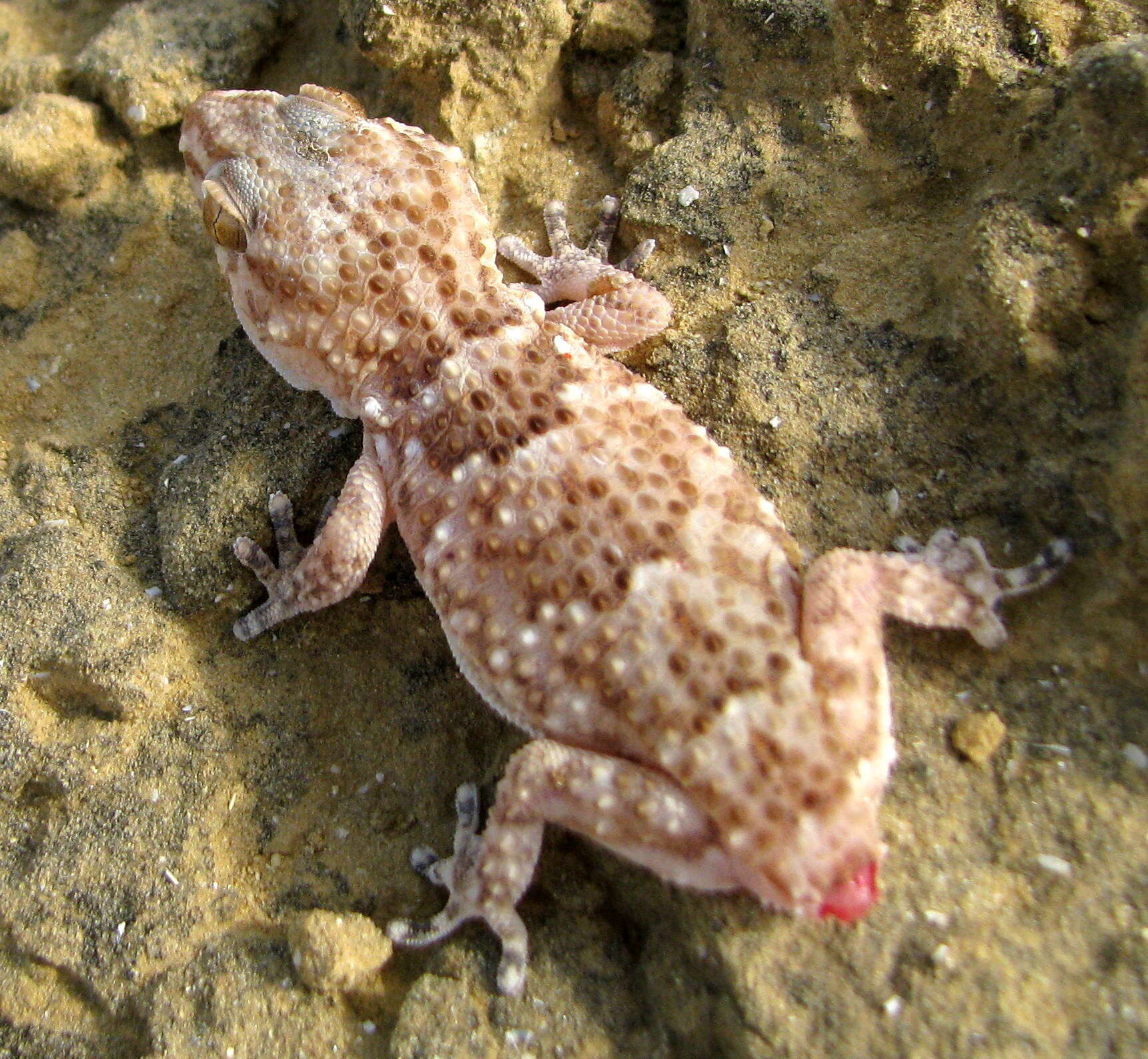 Image of Fischer's Thick-toed Gecko