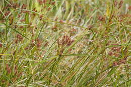 Слика од Cyperus lucidus R. Br.