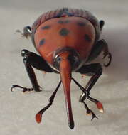 Image of Red palm weevil