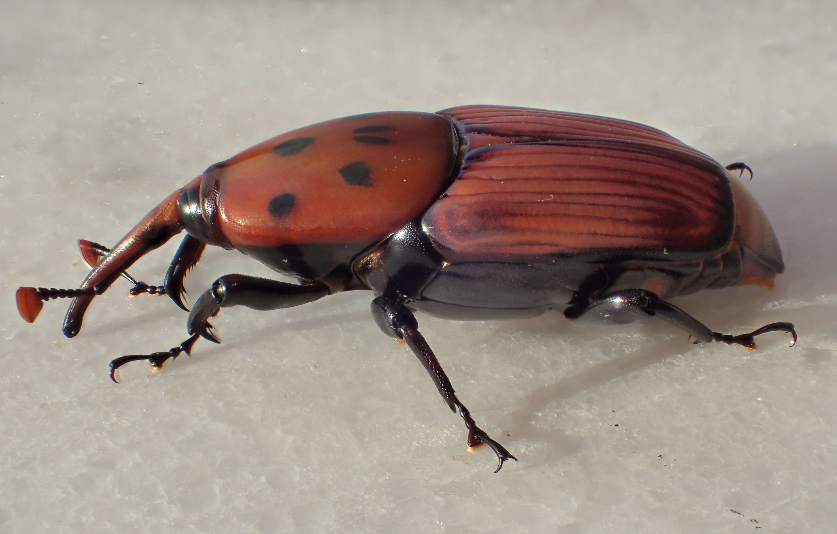 Image of Red palm weevil