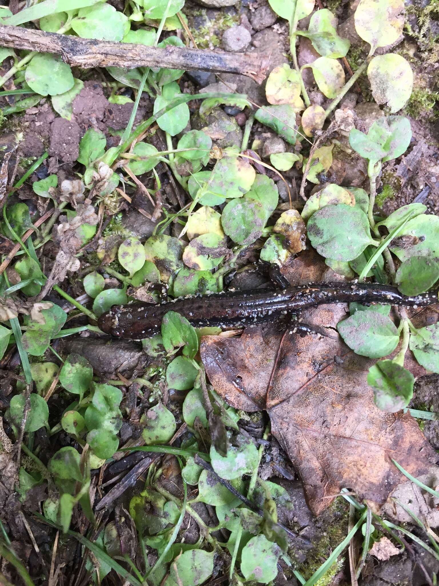 Image of Allegheny Mountain Dusky Salamander