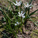 Image of Wurmbea dioica subsp. alba T. D. Macfarl.