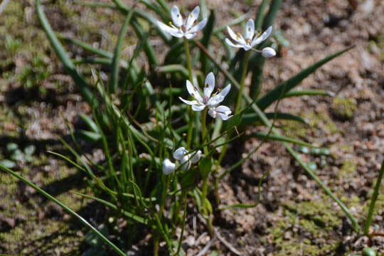 Image of Wurmbea dioica subsp. alba T. D. Macfarl.