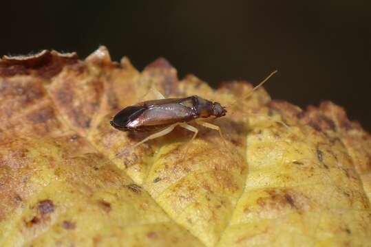 Image of Phylus coryli (Linnaeus 1758)