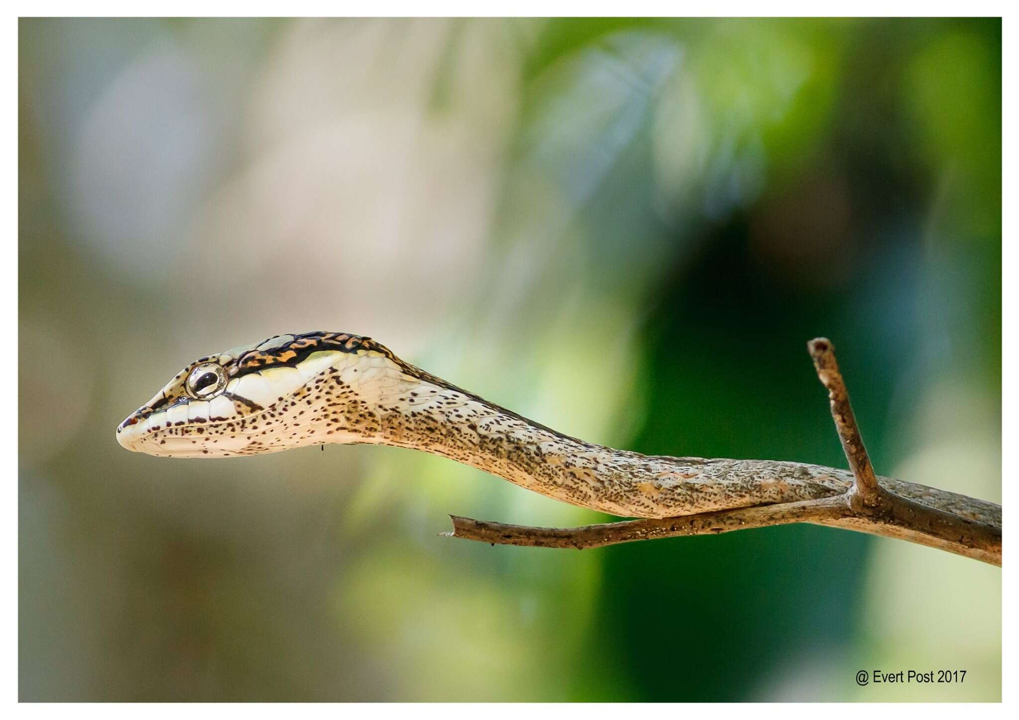 صورة Thelotornis capensis A. Smith 1849