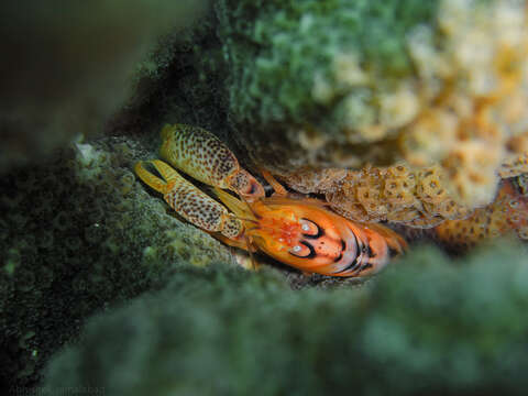 Image of coral snapping shrimp