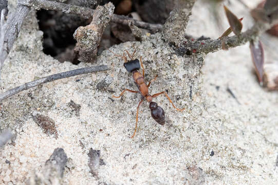 صورة Myrmecia elegans (Clark 1943)