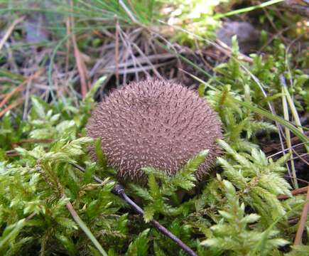 Image of Lycoperdon echinatum Pers. 1794