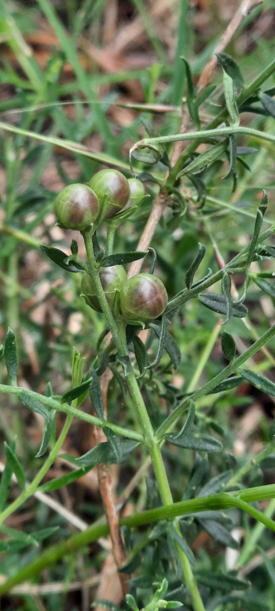 Plancia ëd Menodora integrifolia (Cham. & Schltdl.) Steud.