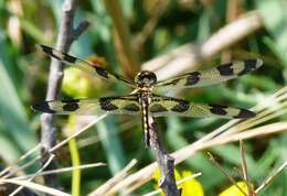 Imagem de Celithemis fasciata Kirby 1889