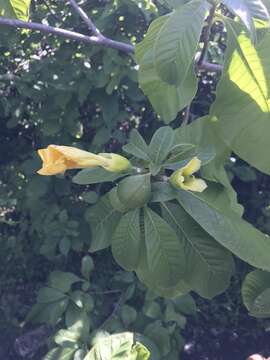 صورة Tabernaemontana glabra (Benth.) A. O. Simões & M. E. Endress