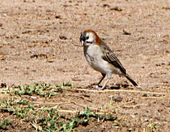 Image of Speckle-fronted Weaver