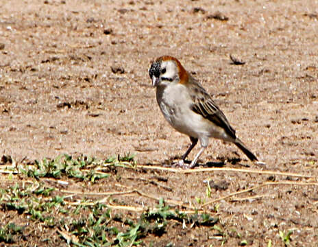 Image de Moineau quadrillé