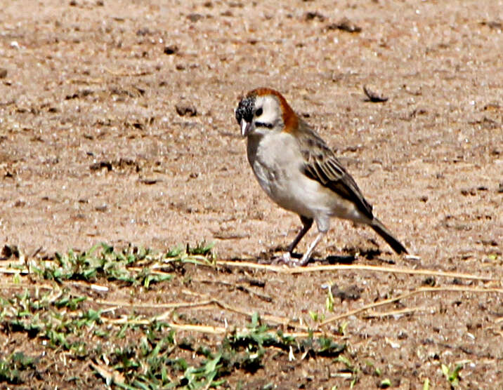 Image of Speckle-fronted Weaver