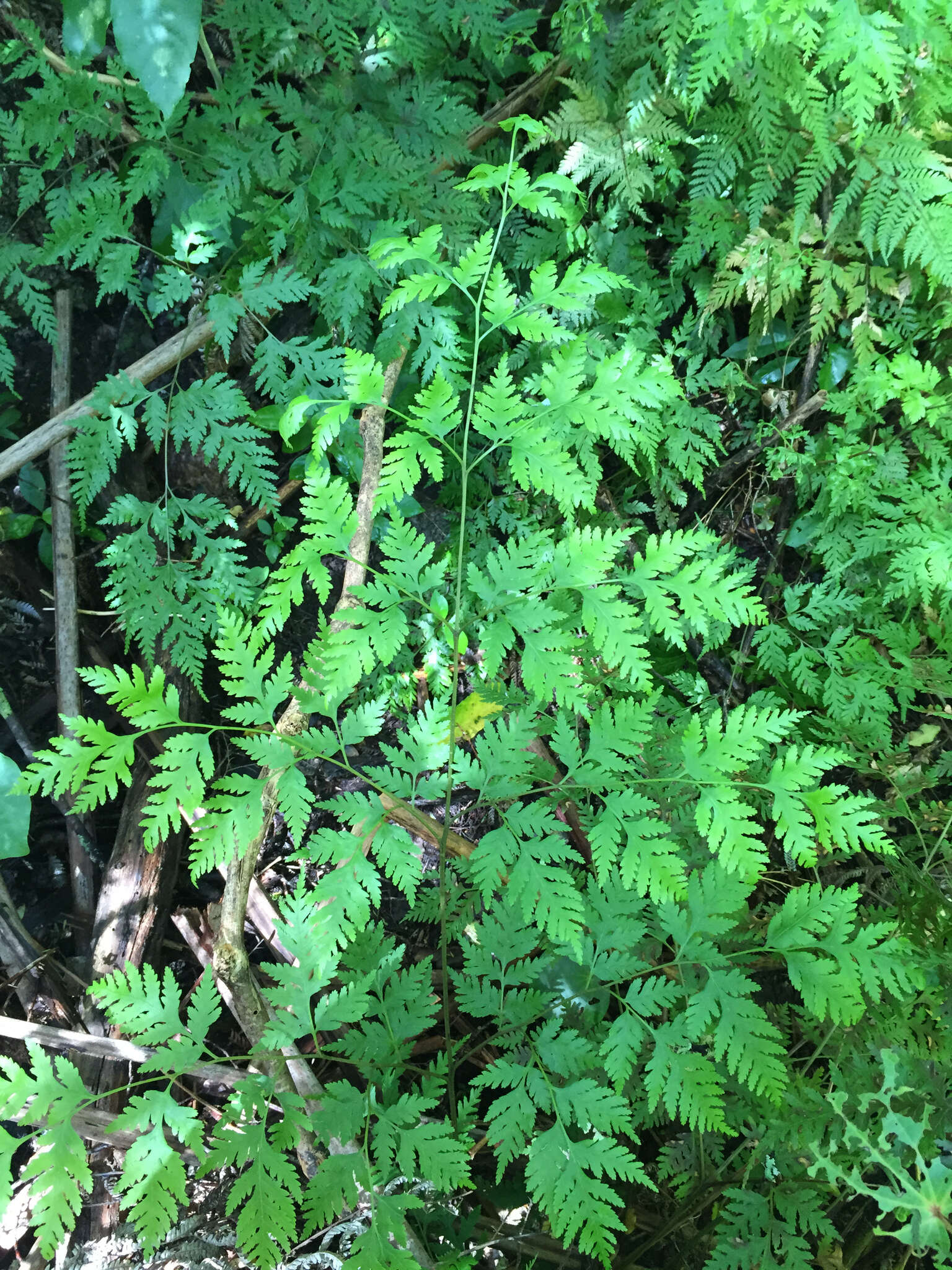 Image of Pteris macilenta A. Rich.