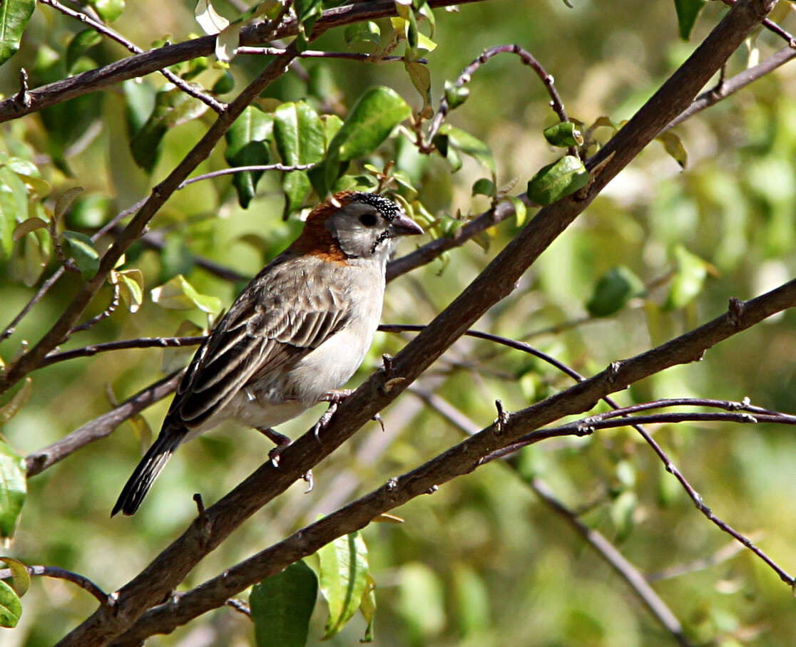 Image of Speckle-fronted Weaver