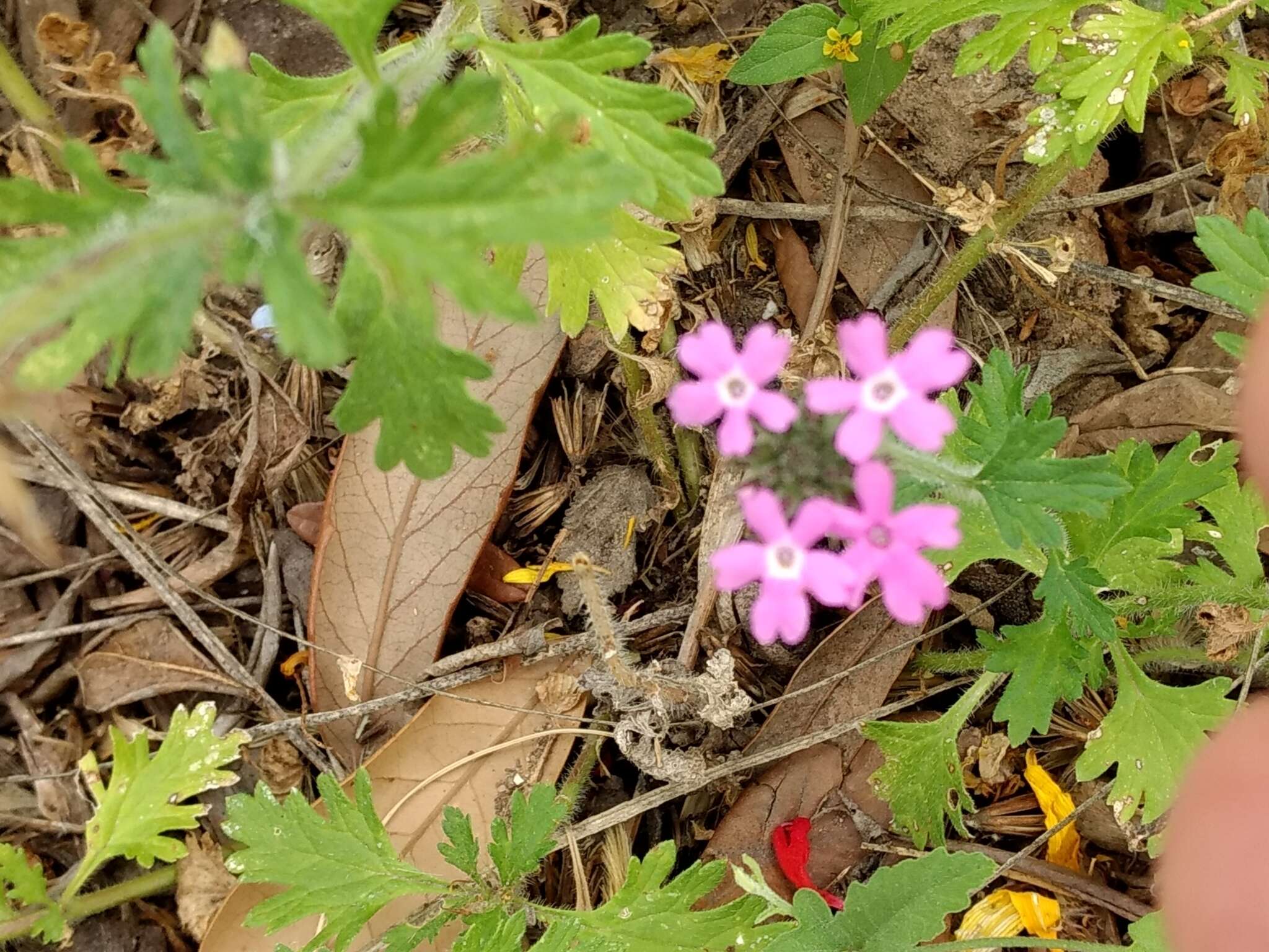 Image de Glandularia polyantha Umber