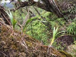 Plancia ëd Dianella sandwicensis Hook. & Arn.