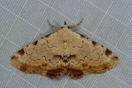 Sandava xylistis Swinhoe 1900的圖片