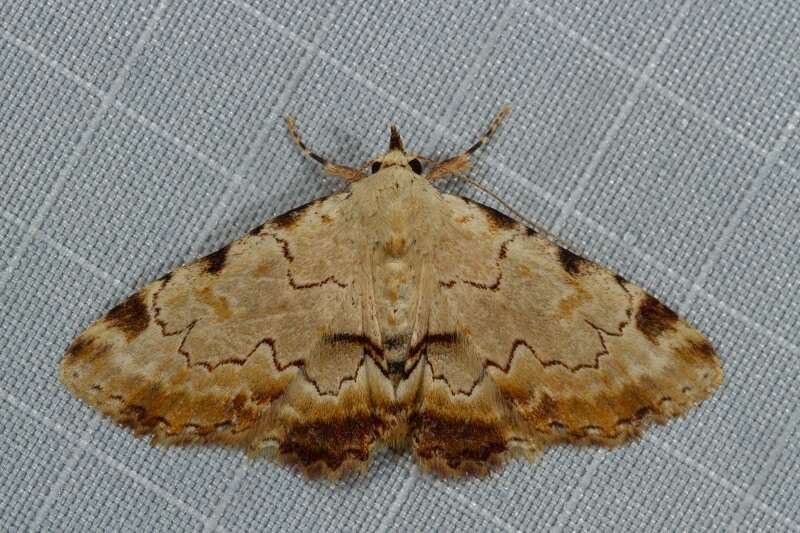 Sandava xylistis Swinhoe 1900的圖片