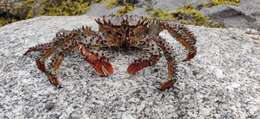 Image of Brown king crab