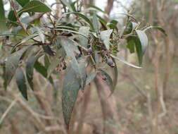 Image of Pavetta lanceolata Eckl.