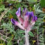 Plancia ëd Oxytropis halleri Koch