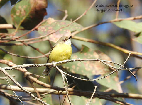 Imagem de Gerygone olivacea (Gould 1838)