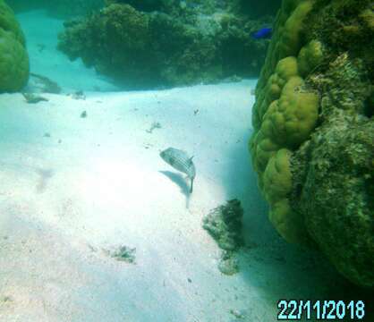 Image of Narrow-lined Puffer