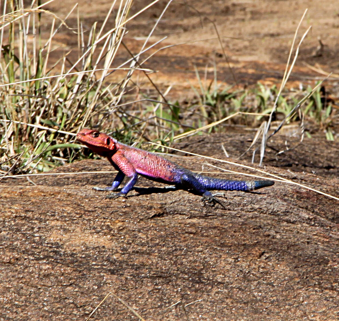 Image of Mwanza Flat-headed Rock Agama