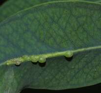 Image of Gall wasp